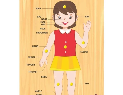 Body Parts | Wood | Educational Toys | 3+ Years